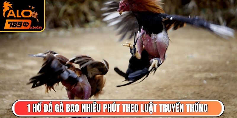 1 hồ đá gà bao nhiêu phút theo luật truyền thống?