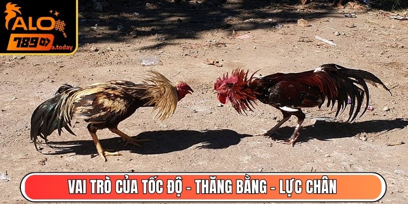 Vai trò của tốc độ – thăng bằng – lực chân
