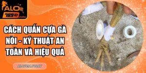 Cách Quấn Cựa Gà Nòi - Kỹ Thuật An Toàn Và Hiệu Quả
