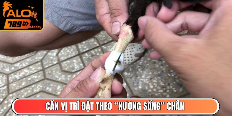 Căn vị trí đặt theo “xương sống” chân