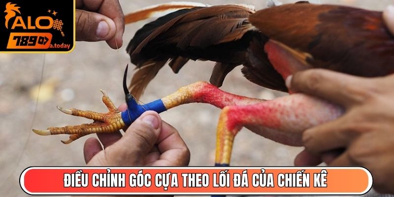 Điều chỉnh góc cựa theo lối đá của chiến kê