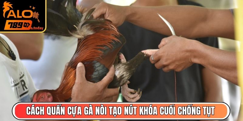 Cách quấn cựa gà nòi tạo nút khóa cuối bằng dây chéo chống tụt