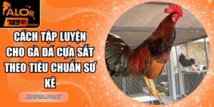 Cách Tập Luyện Cho Gà Đá Cựa Sắt Theo Tiêu Chuẩn Sư Kê