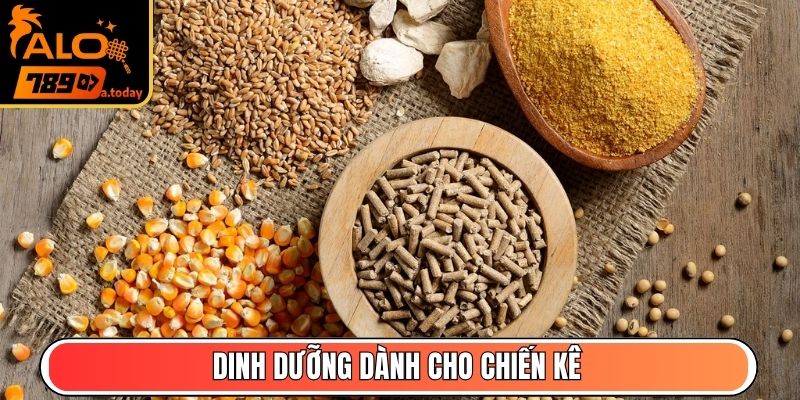 Dinh dưỡng dành cho chiến kê