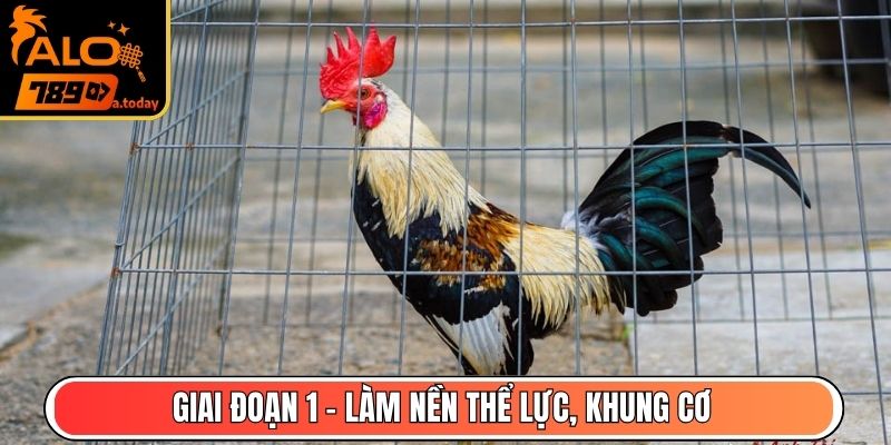Giai đoạn 1 - Làm nền thể lực, khung cơ