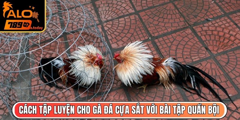 Cách tập luyện cho gà đá cựa sắt với bài tập quần bội nâng cao