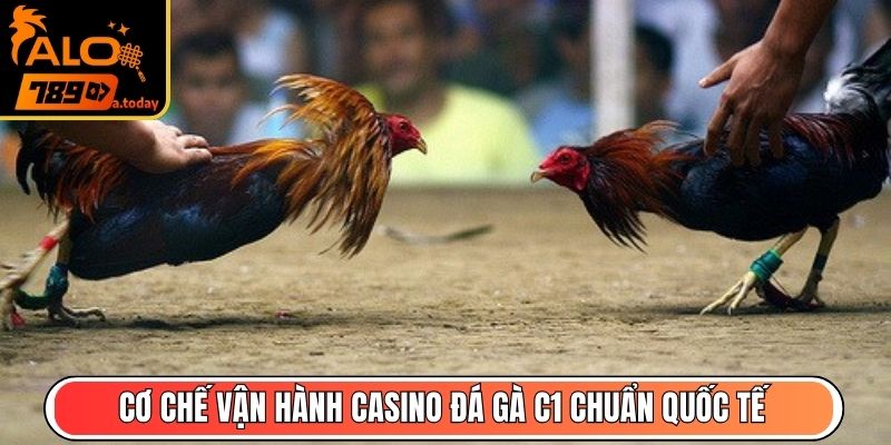 Cơ chế vận hành Casino đá gà C1 chuẩn quốc tế