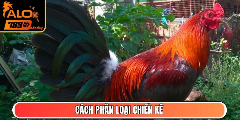 Cách phân loại chiến kê