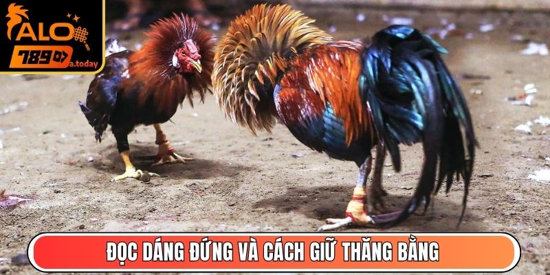 Đọc dáng đứng và cách giữ thăng bằng