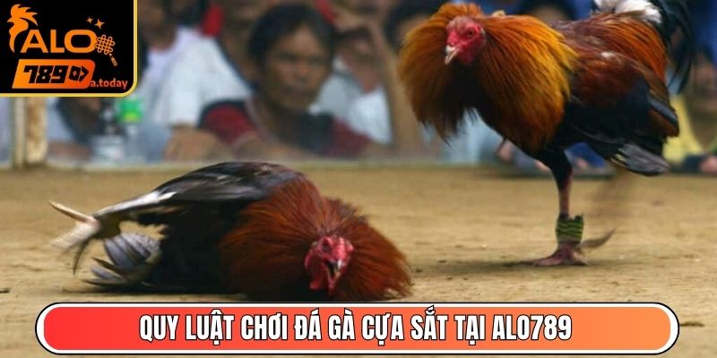 Quy luật chơi đá gà cựa sắt tại Alo789