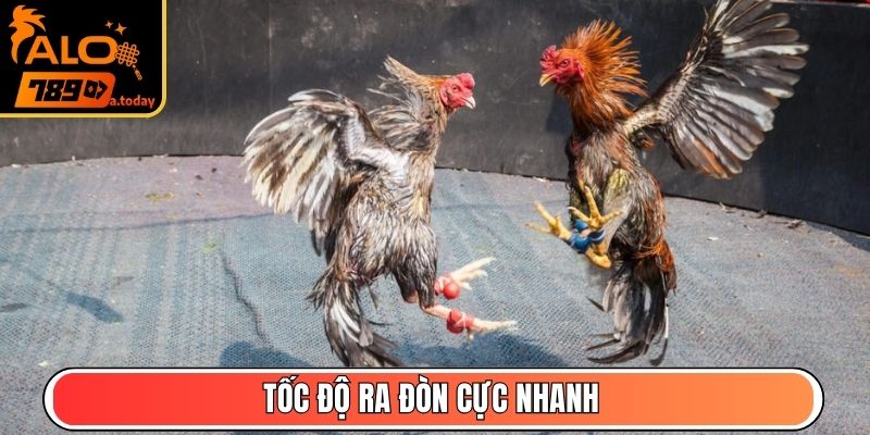 Tốc độ ra đòn cực nhanh