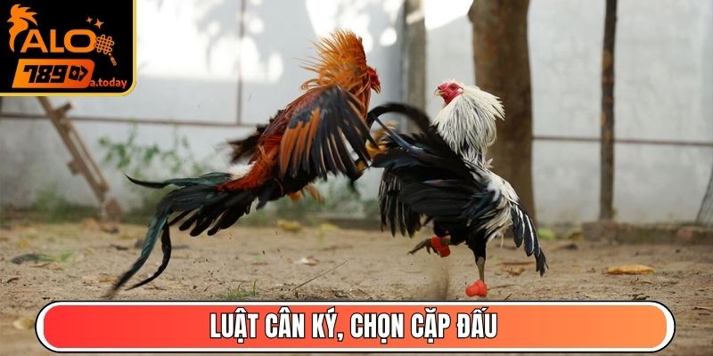 Luật cân ký, chọn cặp đấu