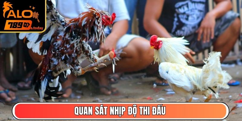 Quan sát nhịp độ thi đấu