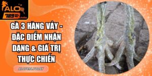 Gà 3 Hàng Vảy - Đặc Điểm Nhận Dạng & Giá Trị Thực Chiến