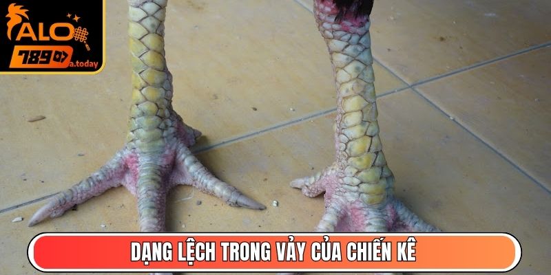 Dạng lệch trong vảy của chiến kê