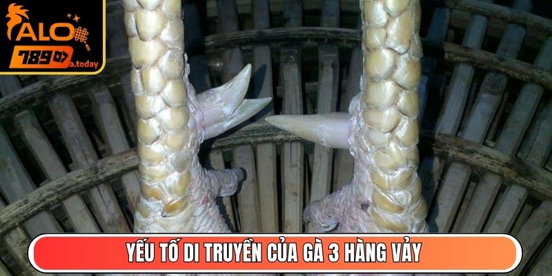 Yếu tố di truyền của gà 3 hàng vảy