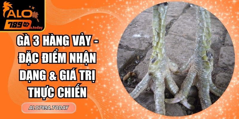 Gà 3 Hàng Vảy - Đặc Điểm Nhận Dạng & Giá Trị Thực Chiến