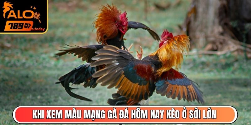 Khi xem màu mạng gà đá hôm nay kèo ở sới lớn