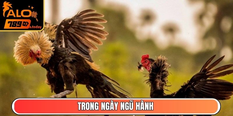 Trong ngày ngũ hành