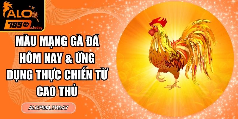 Màu Mạng Gà Đá Hôm Nay & Ứng Dụng Thực Chiến Từ Cao Thủ