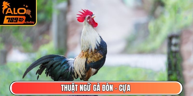 Thuật ngữ gà đòn - cựa