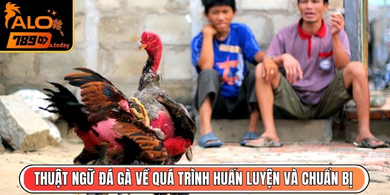 Thuật ngữ đá gà về quá trình huấn luyện và chuẩn bị