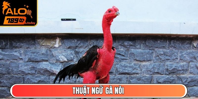 Thuật ngữ gà nòi