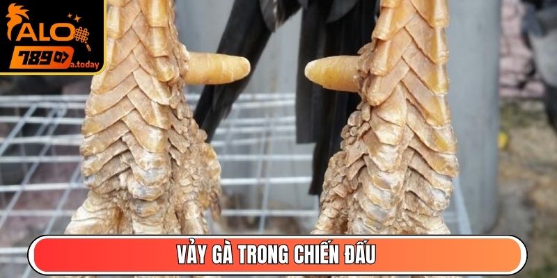 Vảy gà trong chiến đấu
