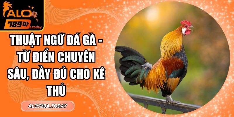 Thuật Ngữ Đá Gà - Từ Điển Chuyên Sâu, Đầy Đủ Cho Kê Thủ