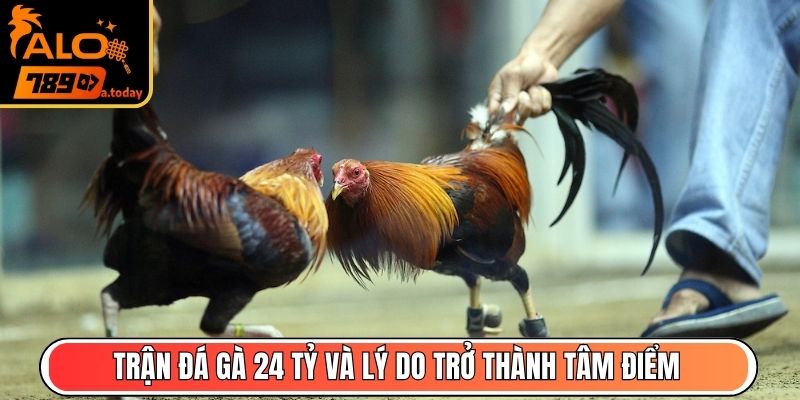 Trận đá gà 24 tỷ và lý do khiến sự kiện trở thành tâm điểm