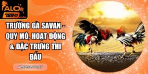 Trường Gà Savan - Quy Mô, Hoạt Động & Đặc Trưng Thi Đấu