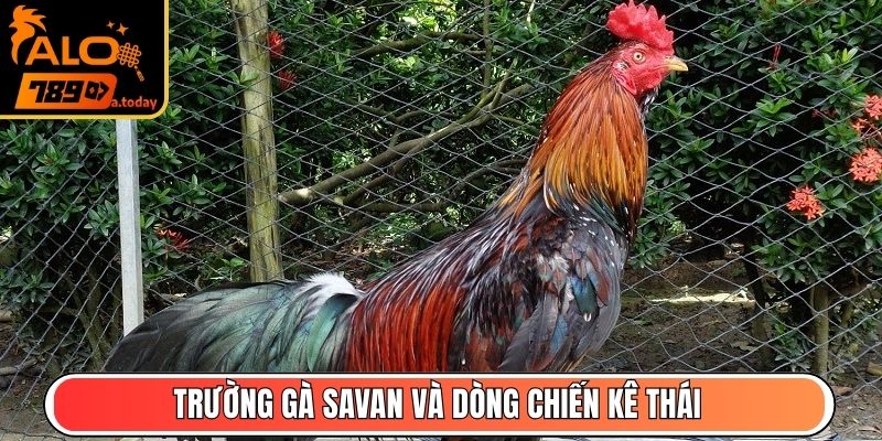 Trường gà Savan và dòng chiến kê Thái