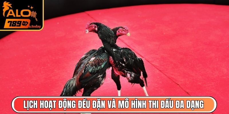 Lịch hoạt động đều đặn và mô hình thi đấu đa dạng