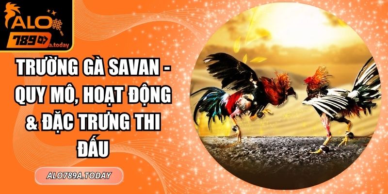 Trường Gà Savan - Quy Mô, Hoạt Động & Đặc Trưng Thi Đấu