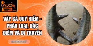 Vảy Gà Quý Hiếm - Phân Loại, Đặc Điểm Và Di Truyền