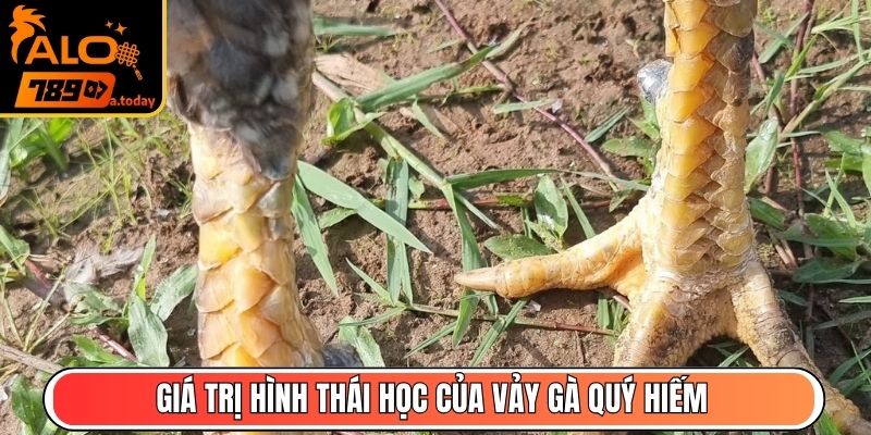 Giá trị hình thái học của vảy gà quý hiếm