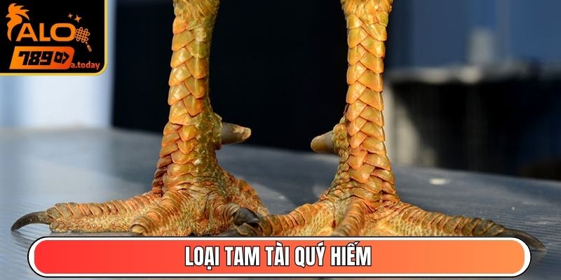 Loại tam tài quý hiếm