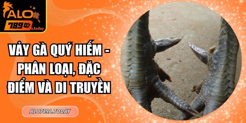 Vảy Gà Quý Hiếm - Phân Loại, Đặc Điểm Và Di Truyền