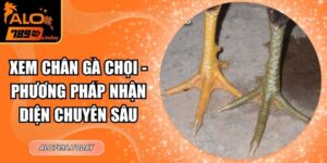 Xem Chân Gà Chọi - Phương Pháp Nhận Diện Chuyên Sâu