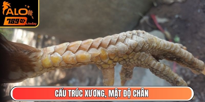 Cấu trúc xương, mật độ chân