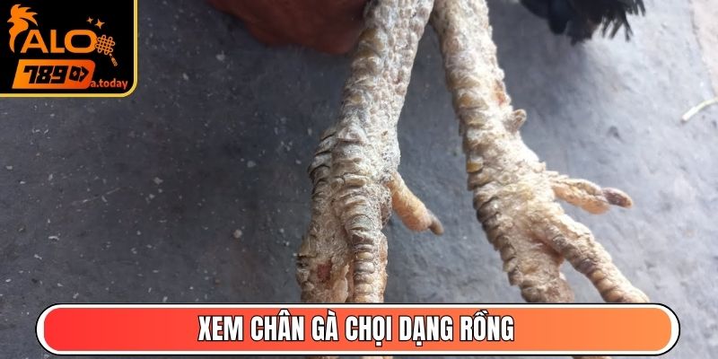 Xem chân gà chọi dạng rồng