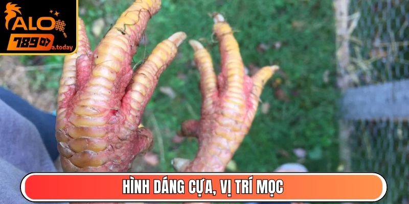 Hình dáng cựa, vị trí mọc