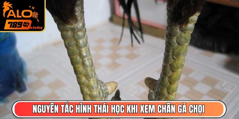 Nguyên tắc hình thái học khi xem chân gà chọi