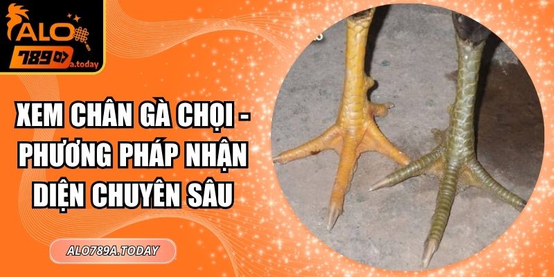 Xem Chân Gà Chọi - Phương Pháp Nhận Diện Chuyên Sâu